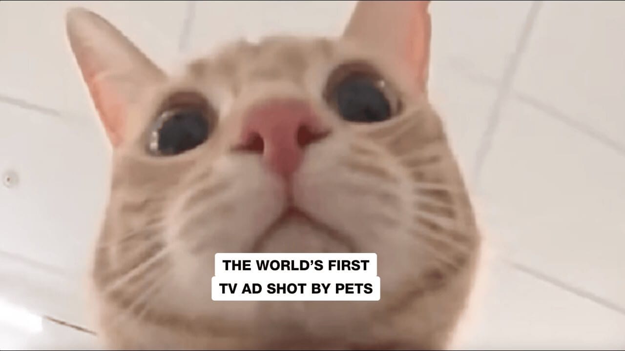 Close-up of a light orange tabby cat’s face, taken from a low angle. The cat's pink nose and wide eyes dominate the image. Centre text reads: “THE WORLD’S FIRST TV AD SHOT BY PETS.” The background is blurred, suggesting an indoor setting.